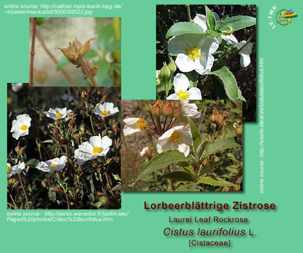 Cistus laurifolius L. (lorbeerblättrige Zistrose / laurel leaf rockrose)