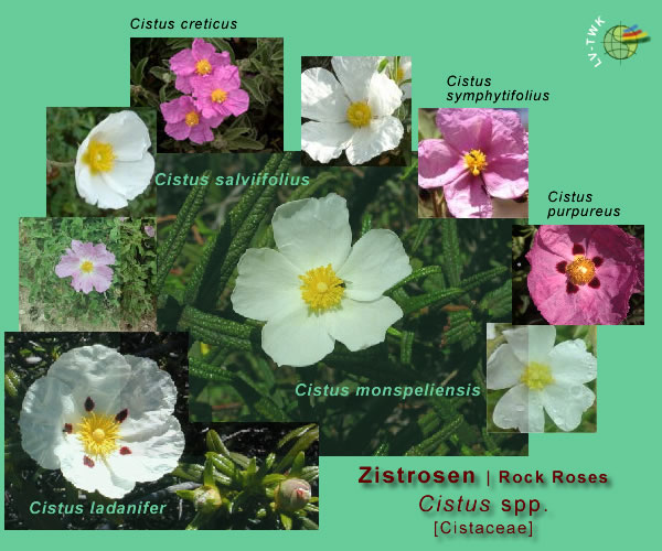 Cistus Species