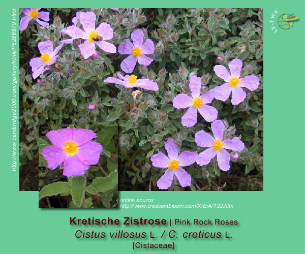 Cistus villosus and Cistus creticus