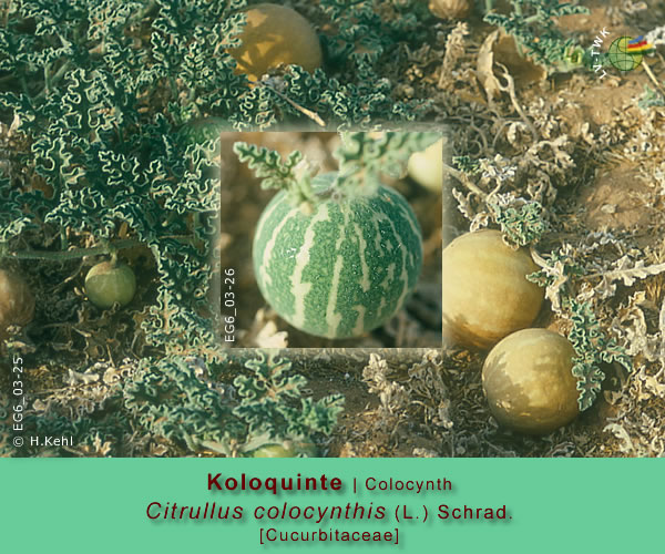Citrullus colocynthis (L.) Schrad.
