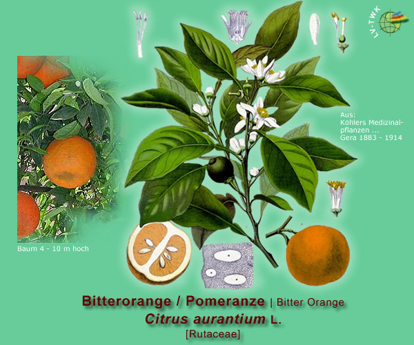 Citrus aurantium L. (Bitterorange oder Pomeranze / bitter orange)