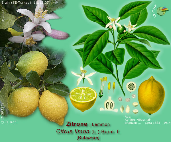 Citrus limon (L.) Burm. f. (Zitrone / Lemmon)