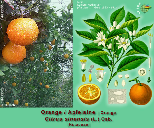 Citrus sinensis (L.) Osb. (Orange oder Apfelsine)