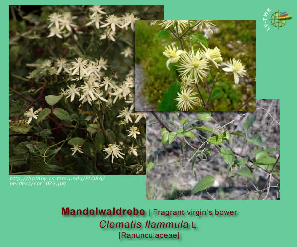 Clematis flammula L. (Mandelwaldrebe / Fragrant virgin's bower)
