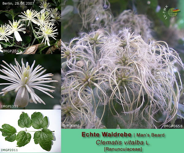 Clematis vitalba L. (Echte Waldrebe / Man's Beard)