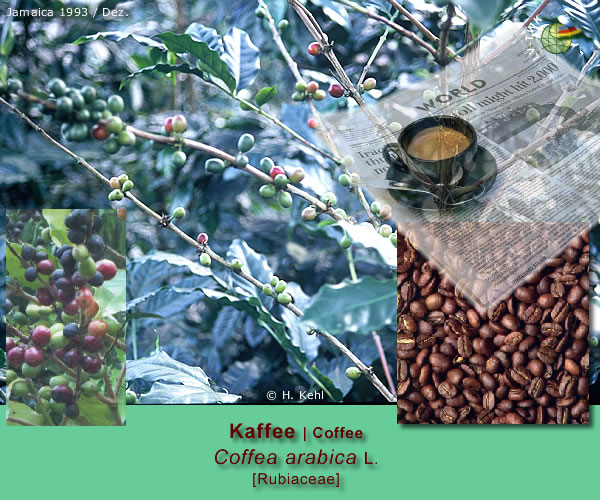 Coffea arabica L. (Kaffee / Coffee)