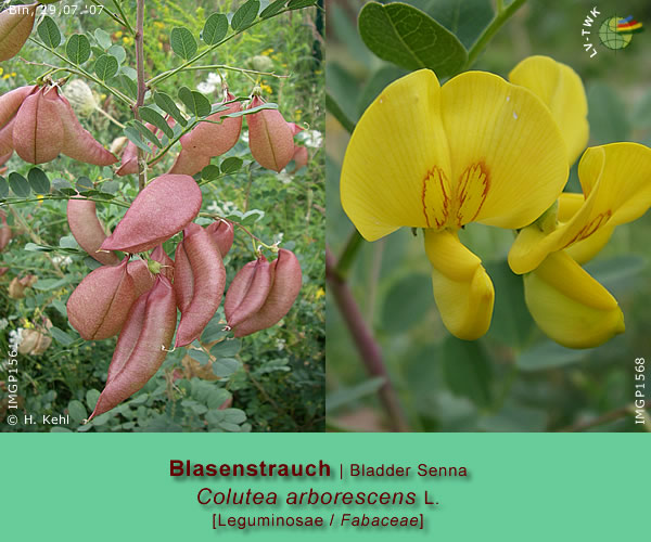 Colutea arborescens L. (Blasenstrauch / Bladder Senna)