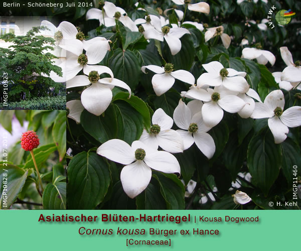 Cornus kousa Bürger ex Hance. (Asiatischer Blüten-Hartriegel / Kousa Dogwood)