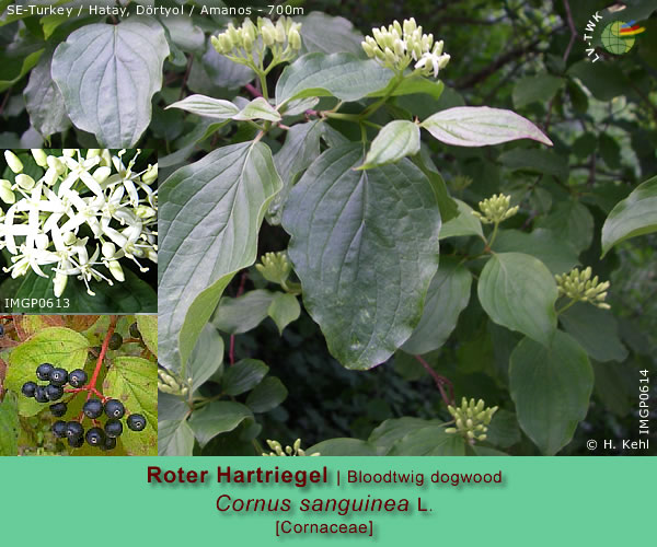 Cornus sanguinea L. (Roter Hartriegel / Bloodtwig dogwood)