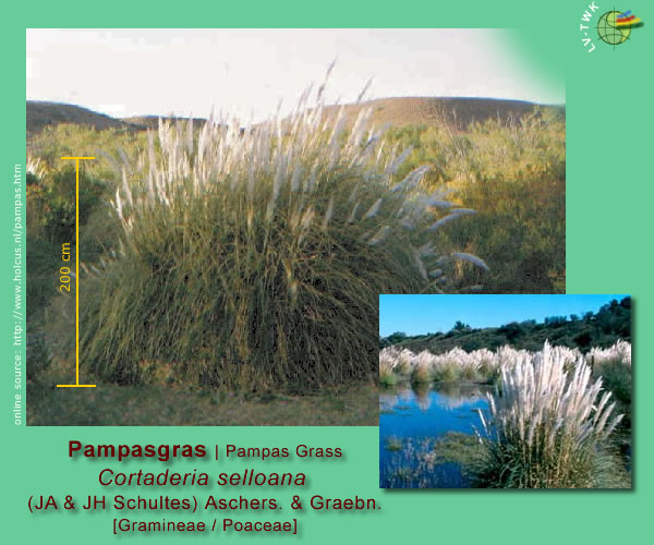 Cortaderia selloana (J.A. &amp; J.H. Schultes) Aschers. &amp; Graebn. (Pampasgras / Pampas Grass)