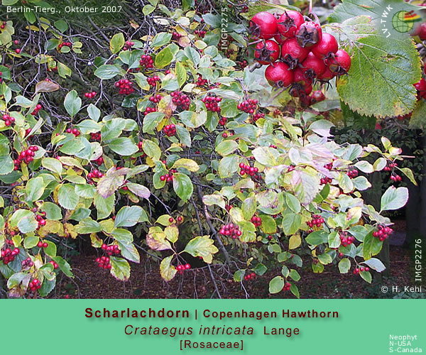 Crataegus intricata Lange (Scharlachdorn / Copenhagen Hawthorn)