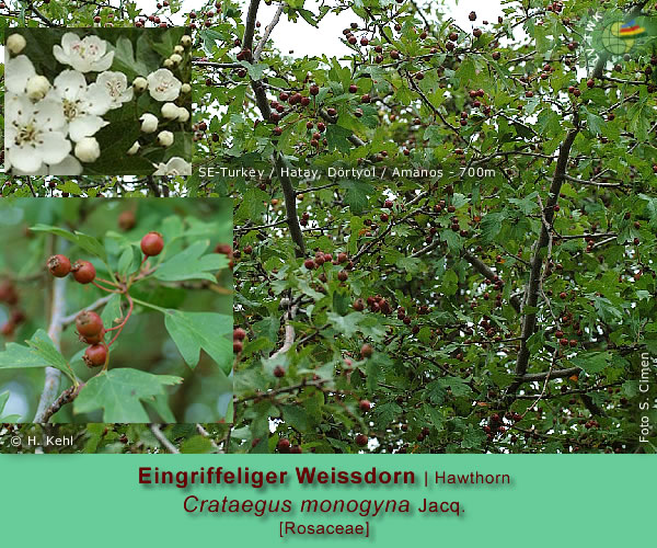 Crataegus monogyna Jacq. (Eingriffeliger Weissdorn / Hawthorn)