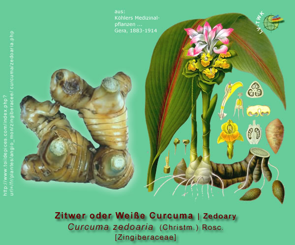 Curcuma zedoaria (Christm.) Rosc. (Zitwer oder Weisse Curcuma / Zedoary)