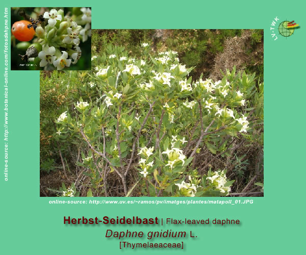 Daphne gnidium L. (Herbstseidelbast / Flax-leaved Daphne)
