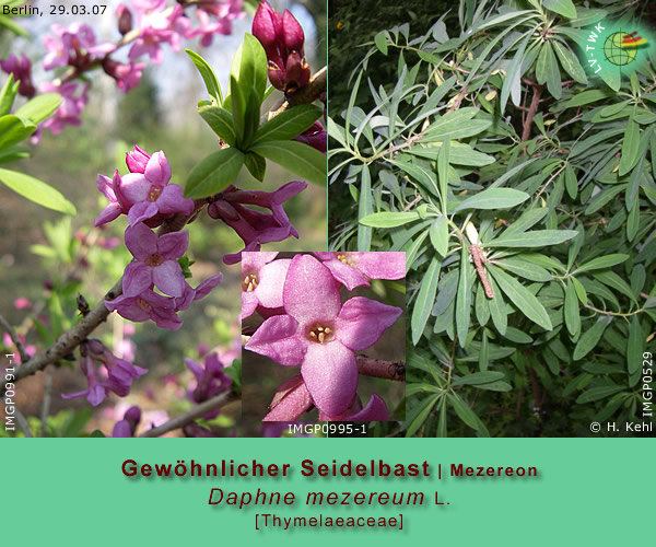 Daphne mezereum L. (Seidelbast / Mezereon)