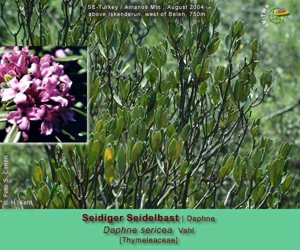 Daphne sericea Vahl (Seidiger Seidelbast / Daphne)