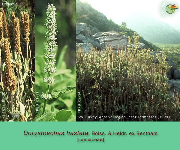 Dorystoechas hastata Boiss. &amp; Heldr. ex Bentham