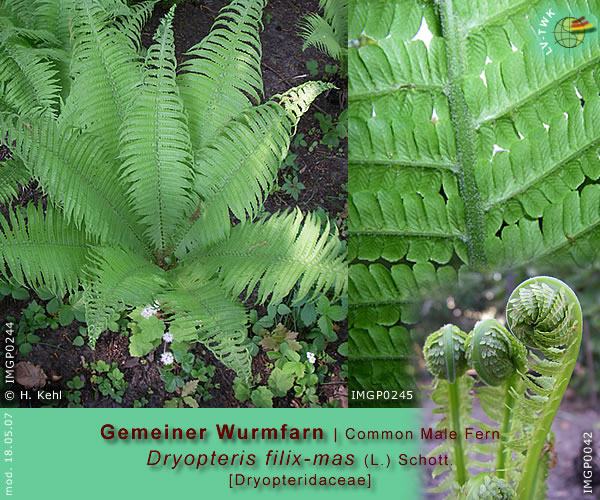 Dryopteris filix-mas (L.) Schott. [Gemeiner Wurmfarn / Common Male Fern]