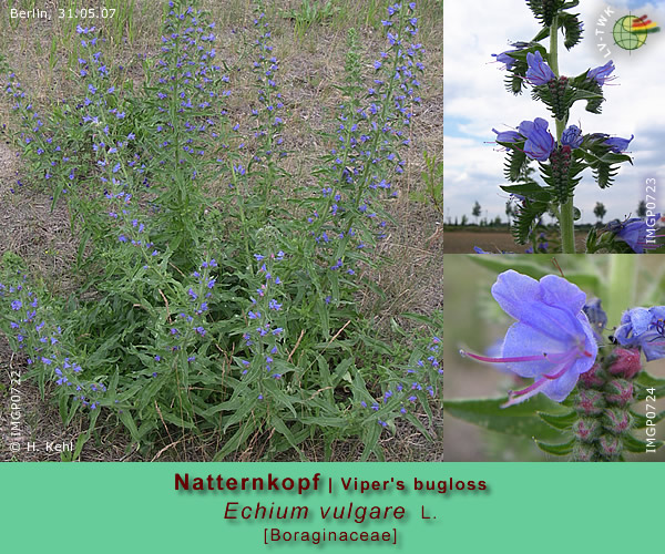 Echium vulgare L. (Natternkopf / Viper's bugloss)