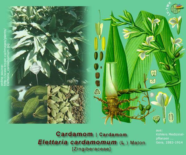 Elettaria cardamomum (L.) Maton (Cardamom)