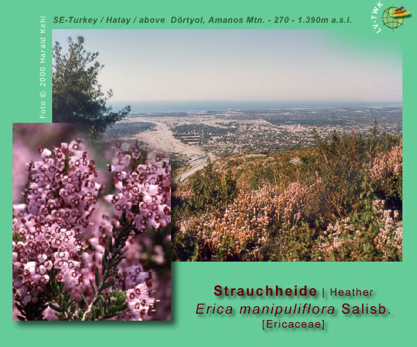 Erica manipuliflora  Salisb. (Strauchheide / Heather)