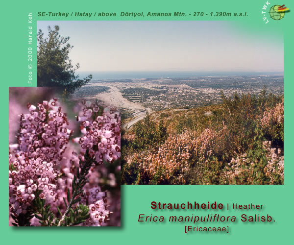 Erica manipuliflora  Salisb. (Strauchheide / Heather)