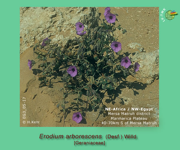 Erodium arborescens (Desf.) Willd.
