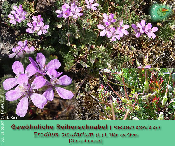 Erodium cicutarium (L.) 'Hér. ex Aiton [Gewöhnlicher Reiherschnabel / Redstemm stork's bill)