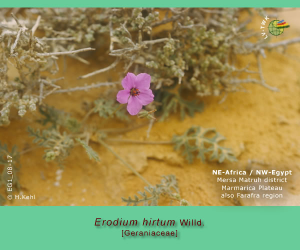 Erodium hirtum Willd.
