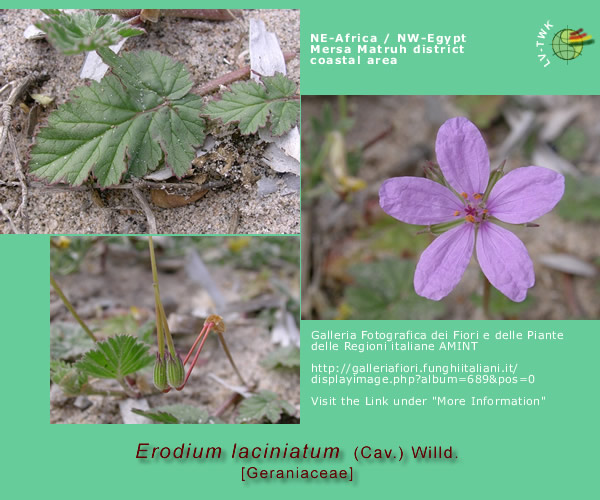 Erodium laciniatum (Cav.) Willd.