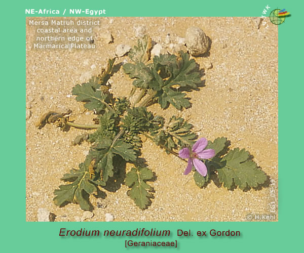 Erodium neuradifolium Del. ex Gordon