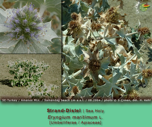 Eryngium maritimum L. (Strand-Distel / Sea Holy)