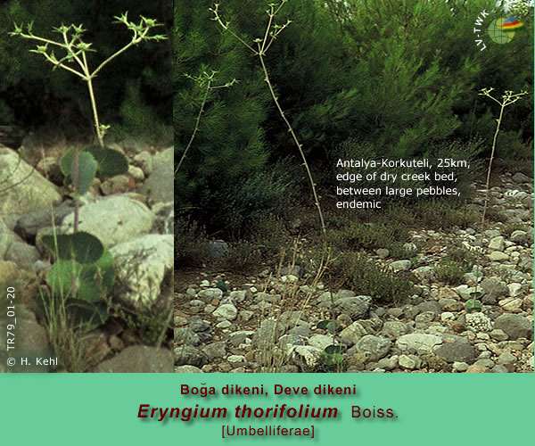 Eryngium thorifolium Boiss. [Boga dikeni, Deve dikeni]
