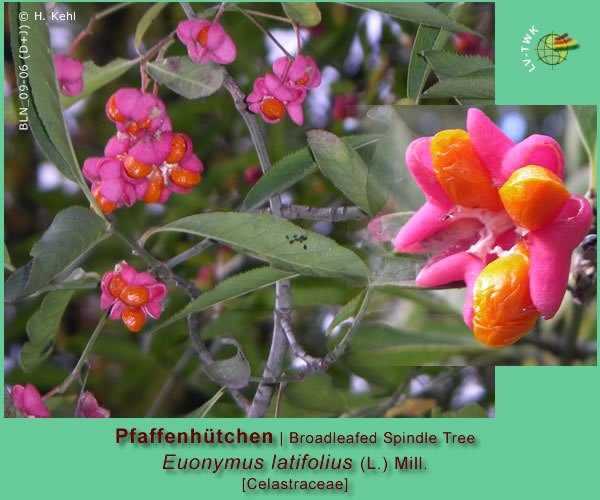 Euonymus latifolius  (L.) Mill. (Breitblättriges Pfaffenhütchen / Broadleafed Spindle Tree)