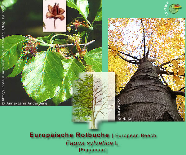 Fagus sylvatica L. (Europäische Rotbuche - European Beech)