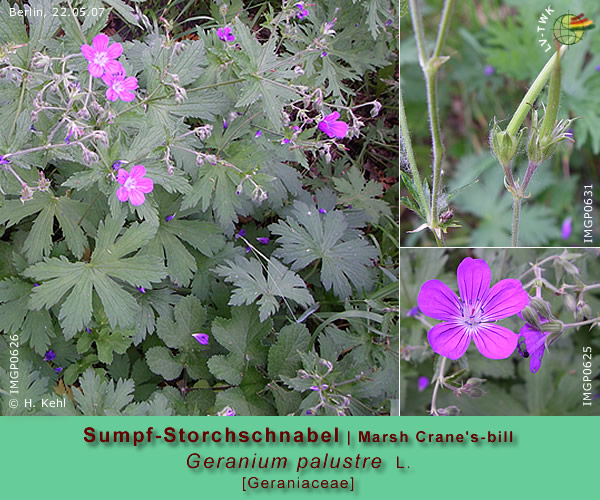 Geranium palustre L. (Sumpf-Storchschnabel / Marsh Crane's-bill)