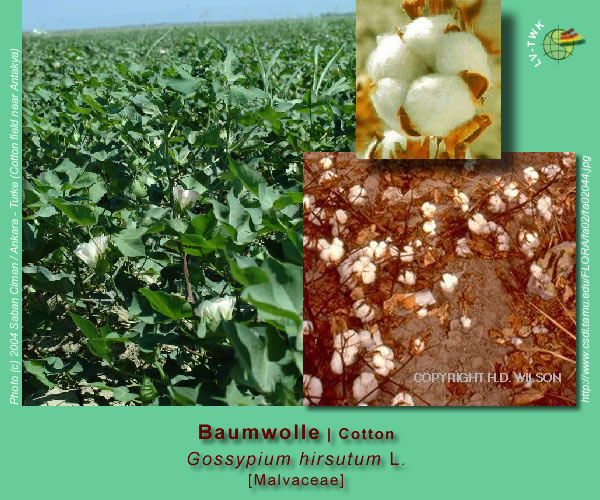 Gossypium hirsutum L. (Baumwolle / Cotton)