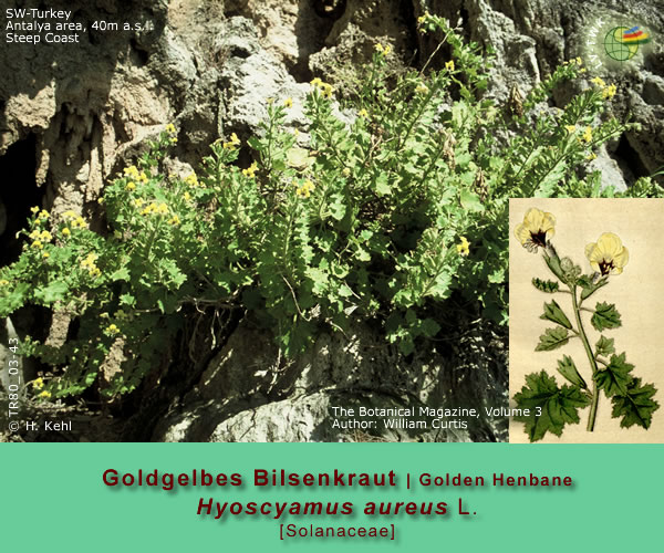 Hyoscyamus aureus L. [Goldgelbes Bilsenkraut / Golden Henbane]