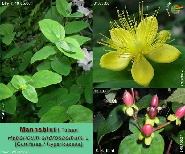 Hypericum androsaemum L. (Mannsblut / Tutsan)