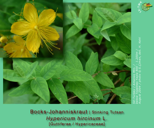 Hypericum hircinum L.  (Bocks-Johanneskraut / Stinking Tutsan)
