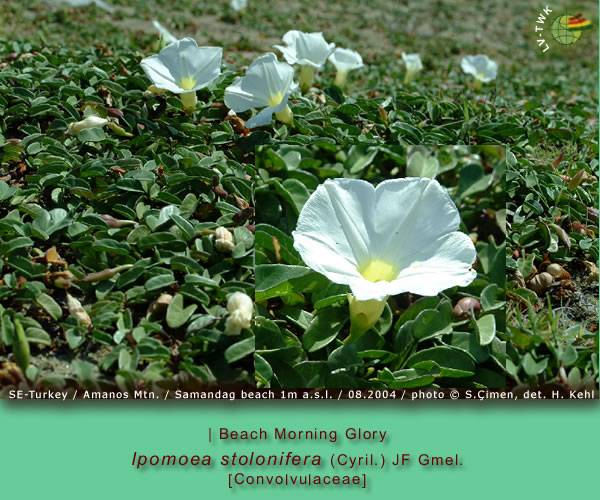 Ipomoea stolonifera (Cyril.) JF Gmel. (Beach Morning Glory)