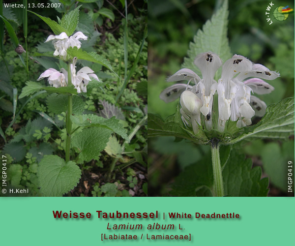 Lamium album L. (Weisse Taubnessel / White Deadnettle)