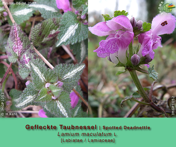 Lamium maculatum L. (Gefleckte Taubnessel / Spotted Deadnettle)