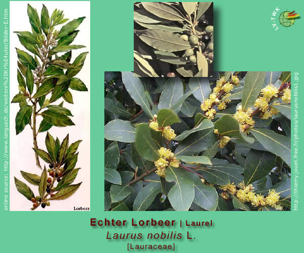 Laurus nobilis L. (Echter Lorbeer / Laurel)