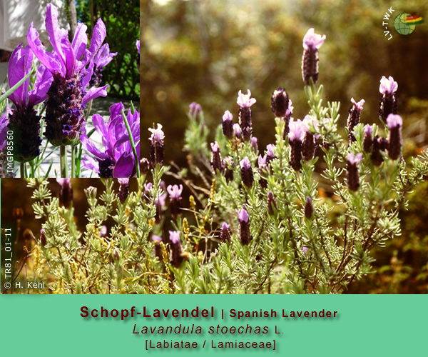 Lavandula stoechas L.