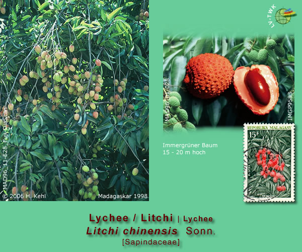 Litchi chinensis Sonn. (Litchi / Lychee)