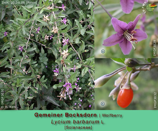 Lycium barbarum L. [Gemeiner Bocksdorn / Wolfberry]
