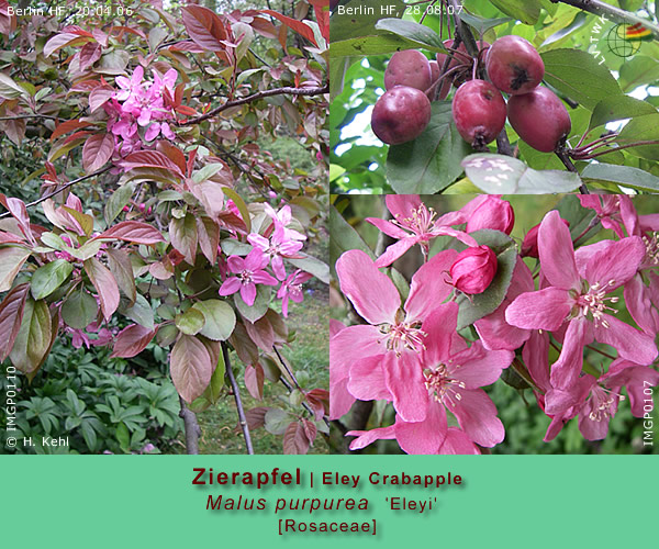 Malus purpurea 'Eleyi' (Zierapfel / Eley Crabapple)