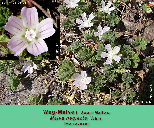 Malva neglecta Wallr. (Weg-Malve / Dwarf Mallow)