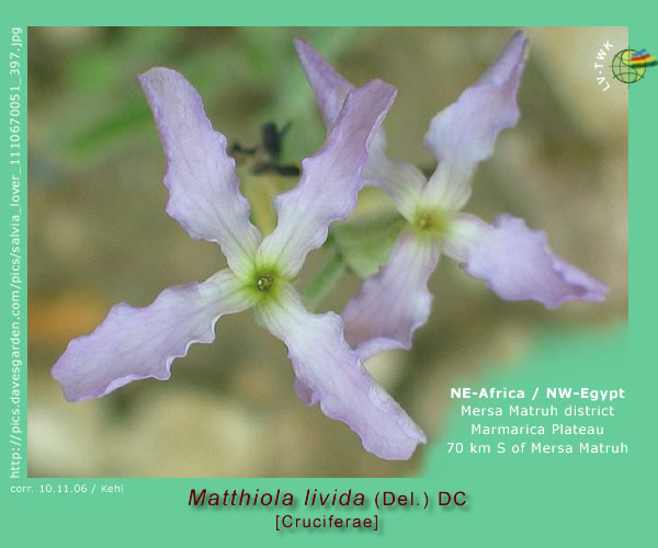 Matthiola livida (Del.) DC